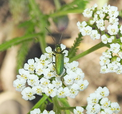 Chrysanthia viridissima