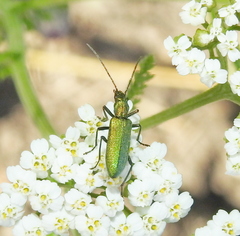 Chrysanthia viridissima