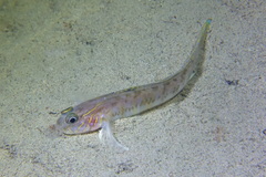 Lesueur's Goby photo 2