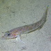 Lesueur’s Goby - Photo (c) Pascal GIRARD, some rights reserved (CC BY-NC), uploaded by Pascal GIRARD