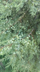 Juniperus deppeana deppeana
