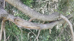 Juniperus deppeana deppeana