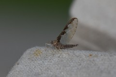 Callibaetis ferrugineus ferrugineus