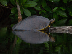 Trachemys grayi