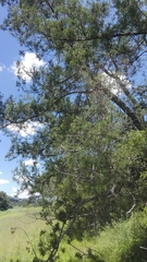Juniperus deppeana deppeana