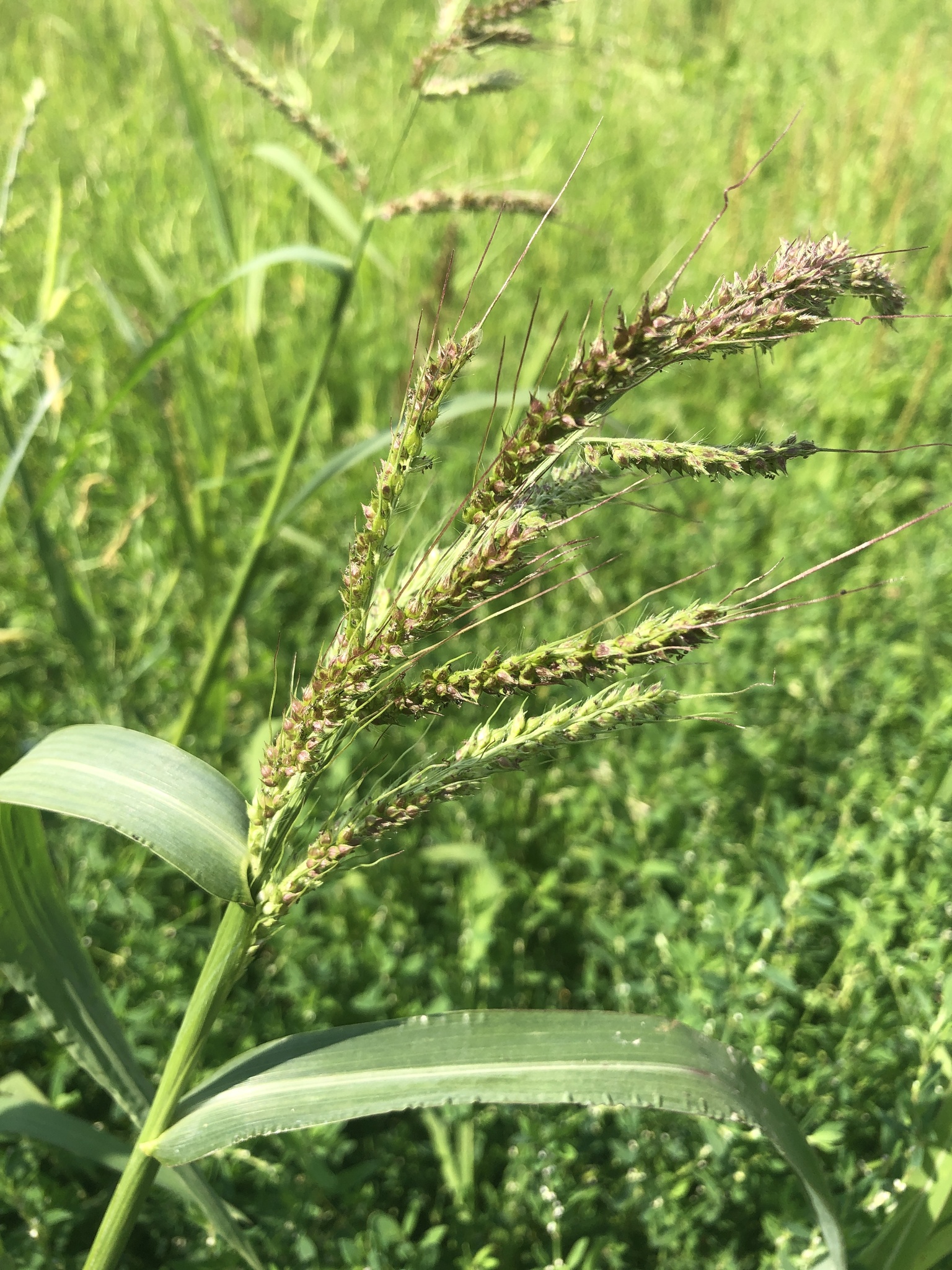 Grama Morada Eurasiatica Echinochloa Crus Galli Natusfera