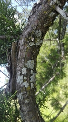 Juniperus deppeana deppeana