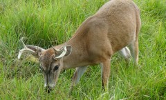 Odocoileus virginianus goudotii