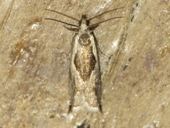 Ancylis sheppardana
