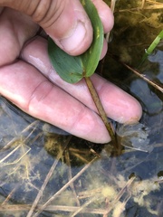 Potamogeton pulcher