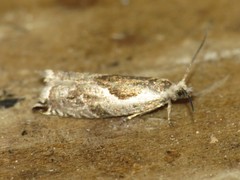 Ancylis sheppardana