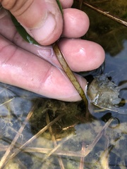 Potamogeton pulcher