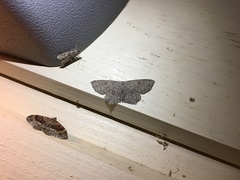 Cyclophora pendularia