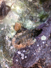 Acanthochitona