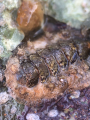 Acanthochitona