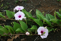 Ipomoea polpha