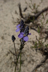 Comesperma calymega