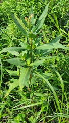 Impatiens glandulifera