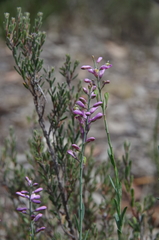 Comesperma polygaloides