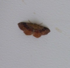 Leptostales ferruminaria