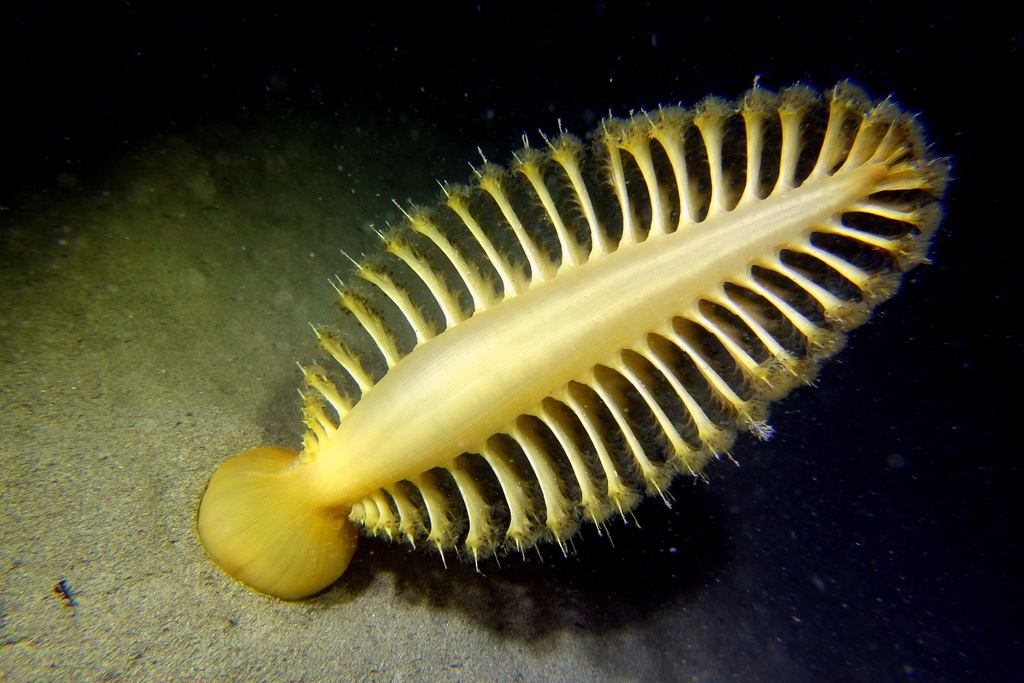 Pteroeides