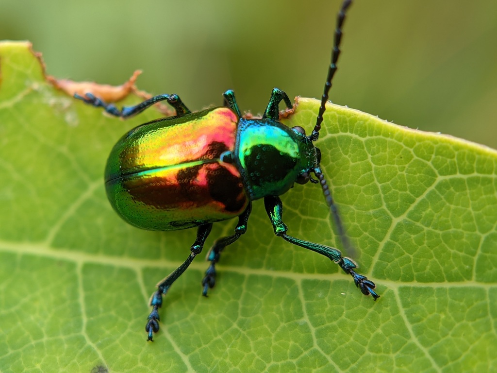 Dogbane Leaf Beetle