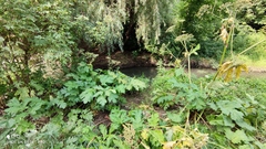 Heracleum sosnowskyi