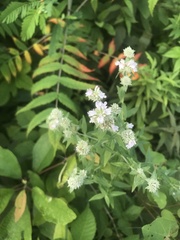 Pycnanthemum verticillatum