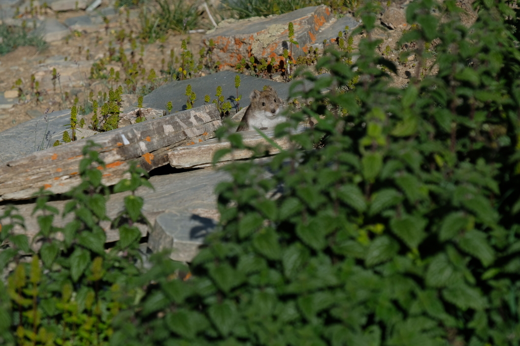 silver mountain vole from Zara Valley on August 12, 2017 by cnarraway