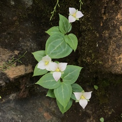 Pseudotrillium rivale