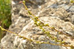 Onobrychis saxatilis