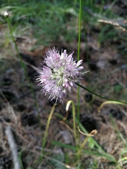 Allium splendens