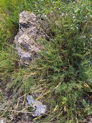 Onobrychis saxatilis