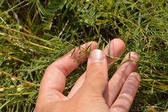 Onobrychis saxatilis