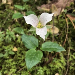 Pseudotrillium rivale