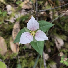 Pseudotrillium rivale