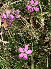 Dianthus deltoides deltoides