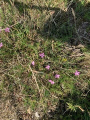 Dianthus deltoides deltoides