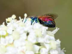 Chrysis scutellaris