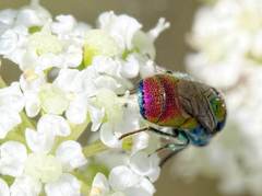 Chrysis scutellaris