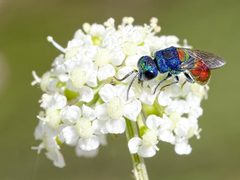 Chrysis scutellaris