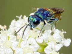 Chrysis scutellaris