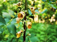 Digitalis ferruginea