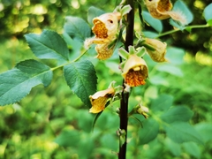 Digitalis ferruginea