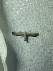 Glaucina infumataria