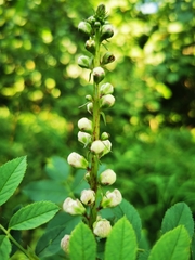 Digitalis ferruginea