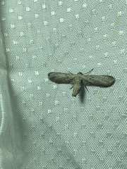 Glaucina infumataria