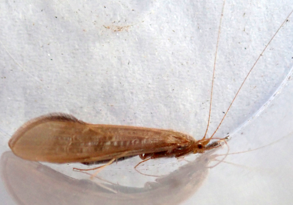 Oecetis testacea