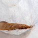 Oecetis testacea - Photo (c) A Emmerson,  זכויות יוצרים חלקיות (CC BY-NC), הועלה על ידי A Emmerson