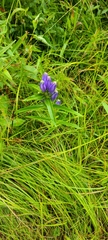 Gentiana linearis